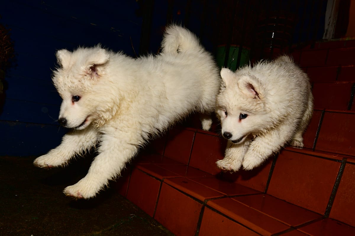 Happy 6th birthday to Nancy and Strummer!