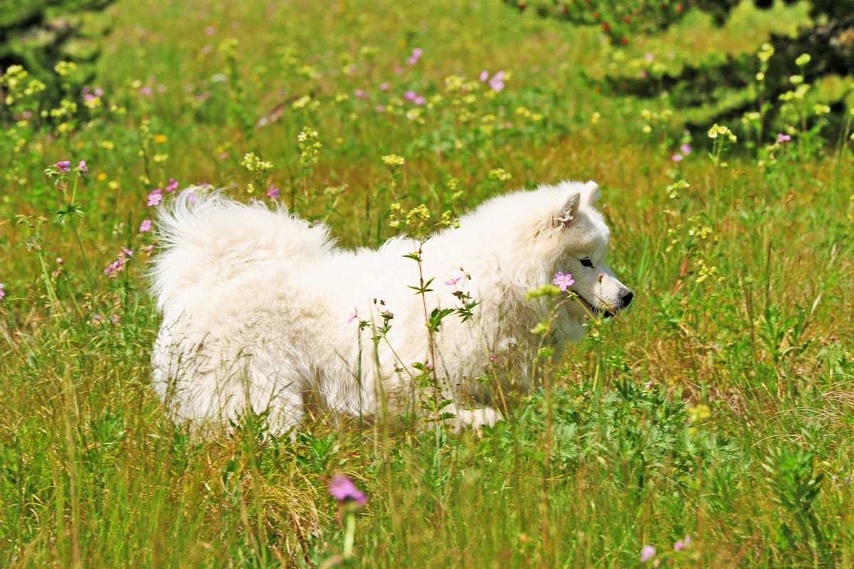 Day 15: Yellowstone to Arco