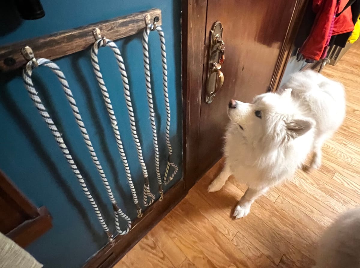 Leashes in the living room