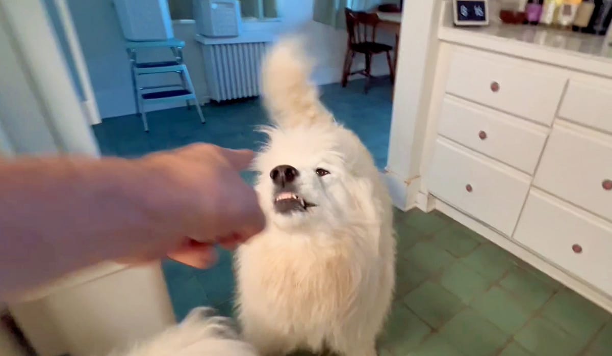 Isaac snarling at a finger