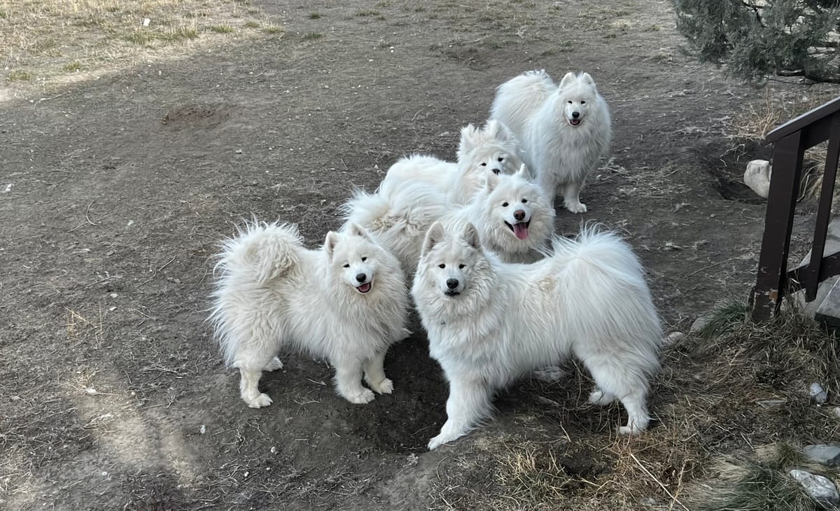 Visiting Strummer and Zevon