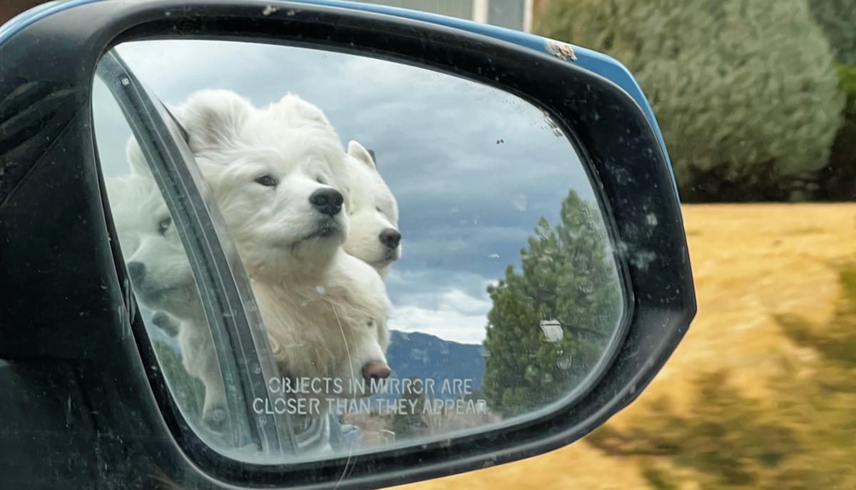 Pack walk after dinner