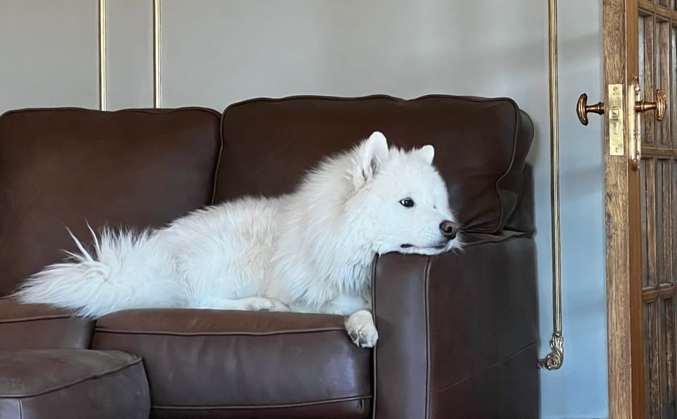 Waiting for dinner