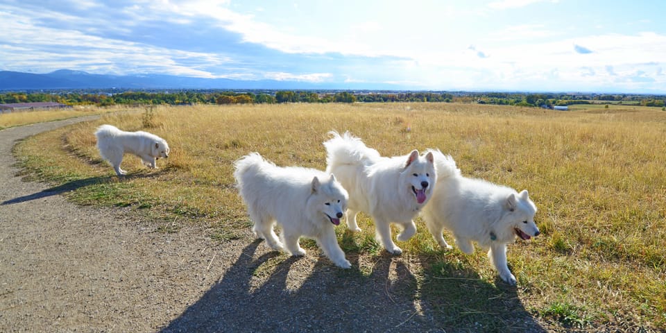 Dogsitting in Montana