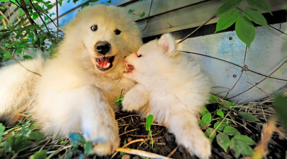 Raising dogs the hunter/gatherer way