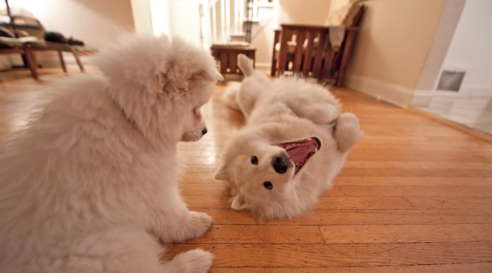 The education of Alice