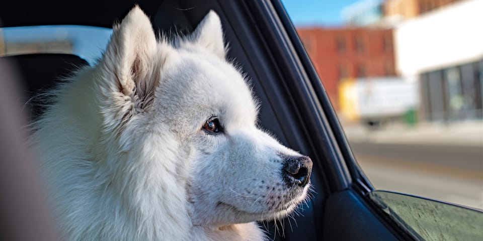 Through Jamie's Eyes