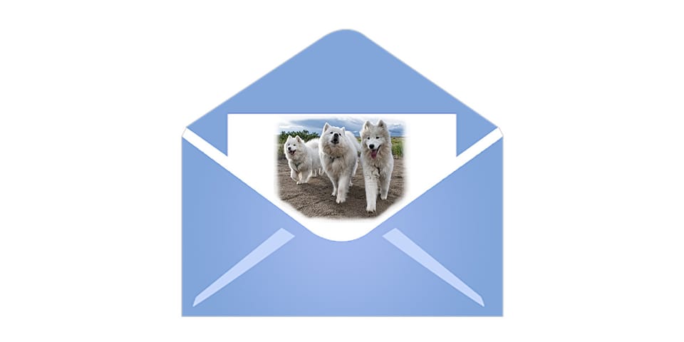 Managing email notifications