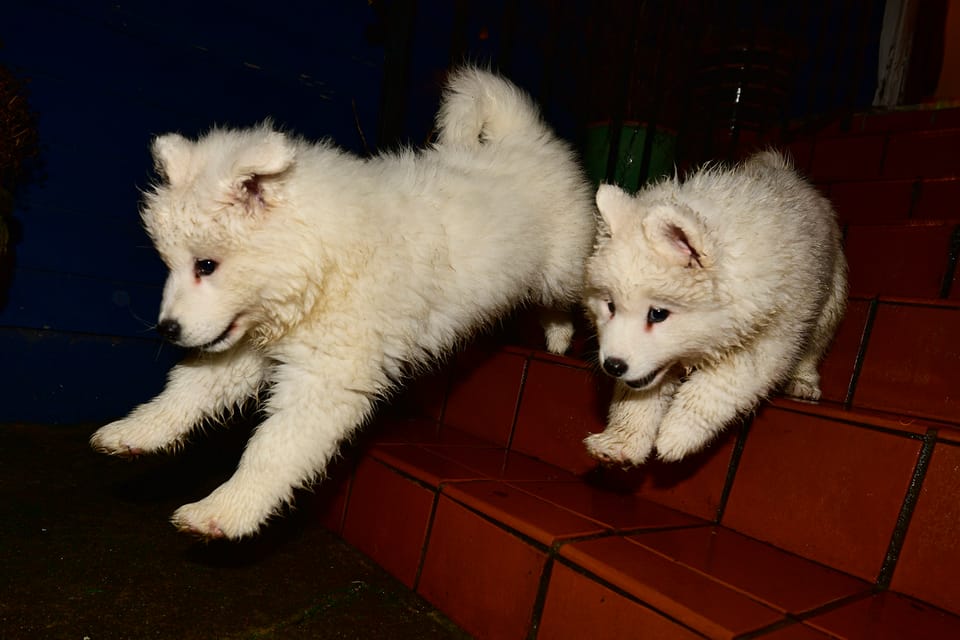 Happy 6th birthday to Nancy and Strummer!