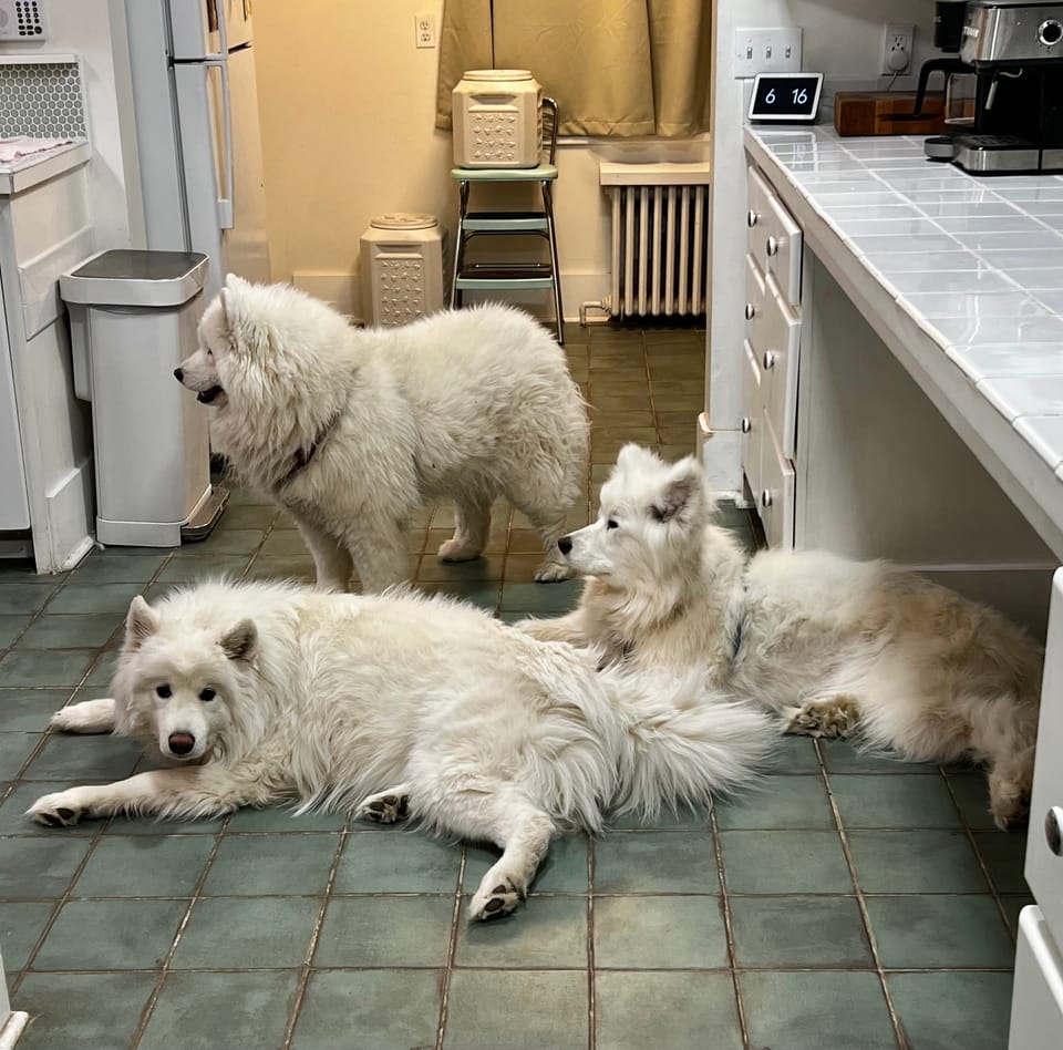 Watching Megan make dinner