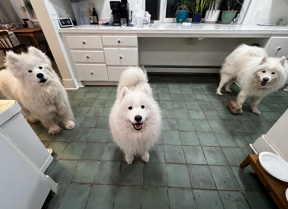 Watching dinner preparations