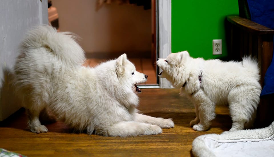 Throwback Thursday: Nancy and Alice