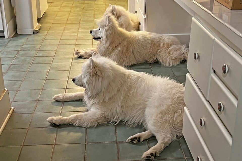 Watching Megan make dinner