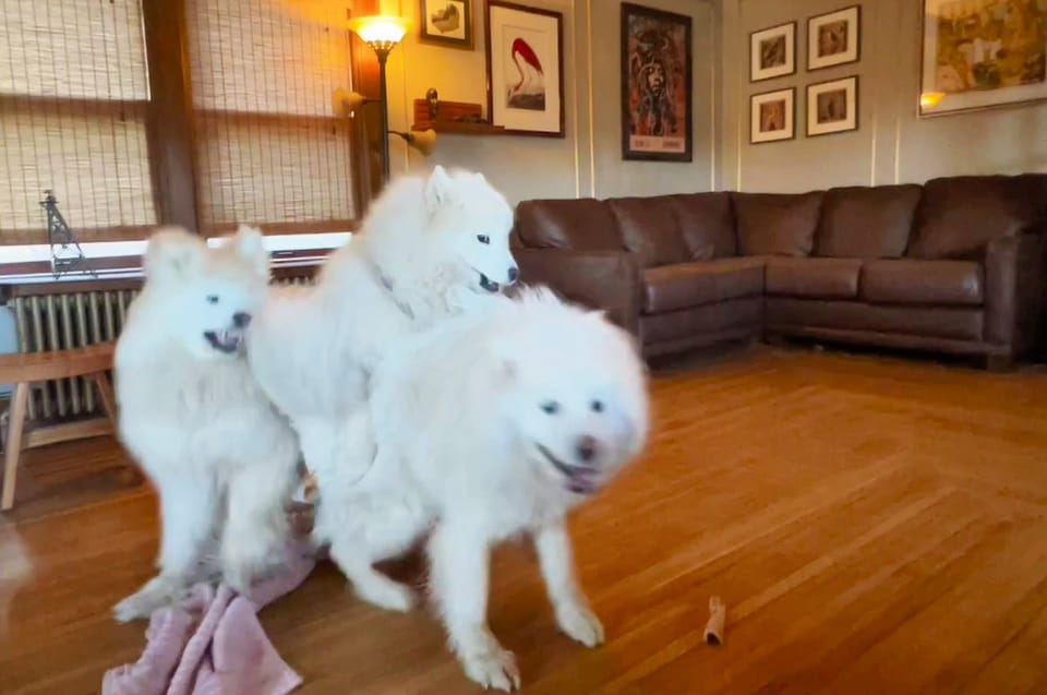 After-dinner shenanigans