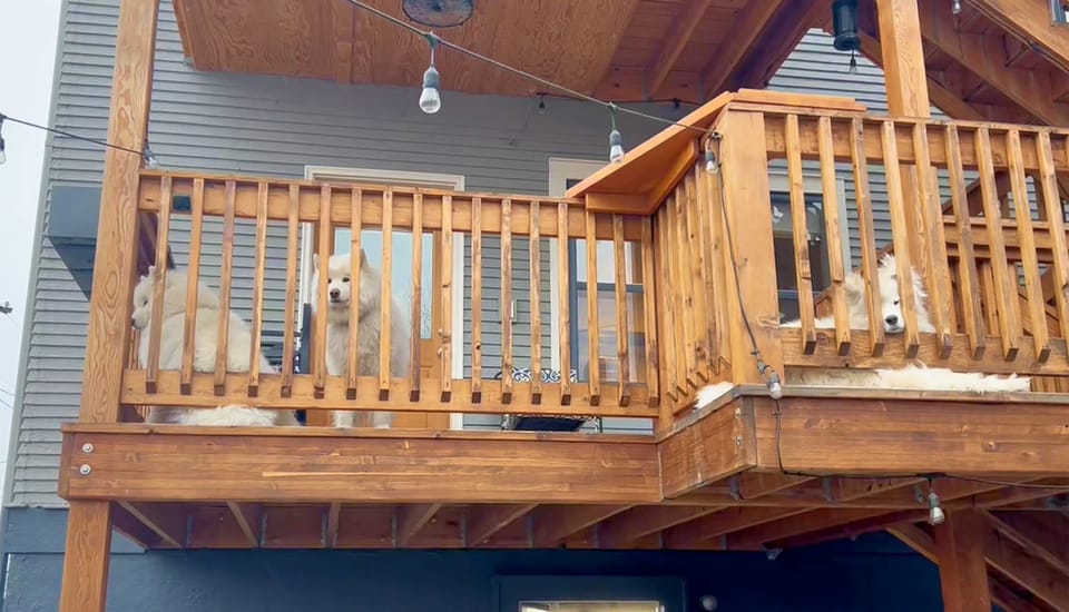 Supervising the garbage man