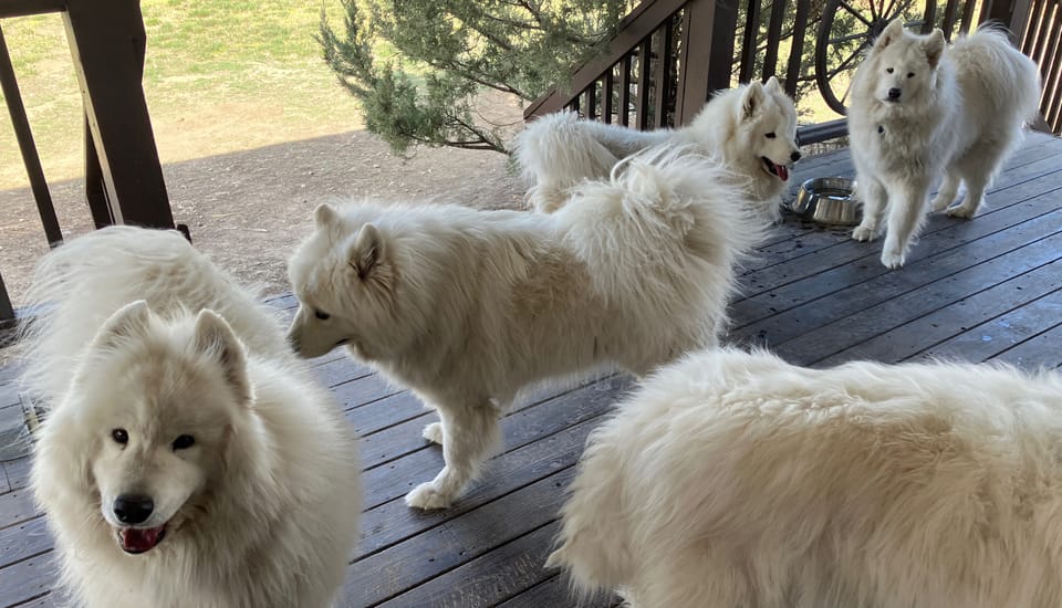 Visiting Strummer & Zevon