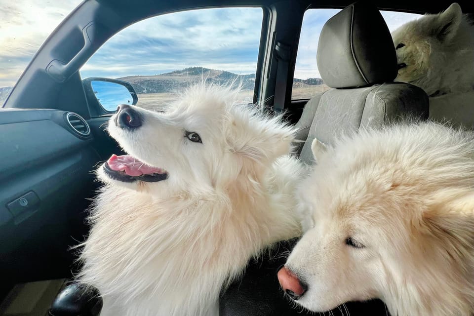 Time for a pack diet