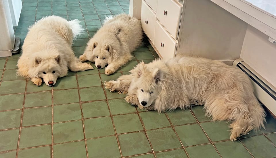 Lazy Monday afternoon