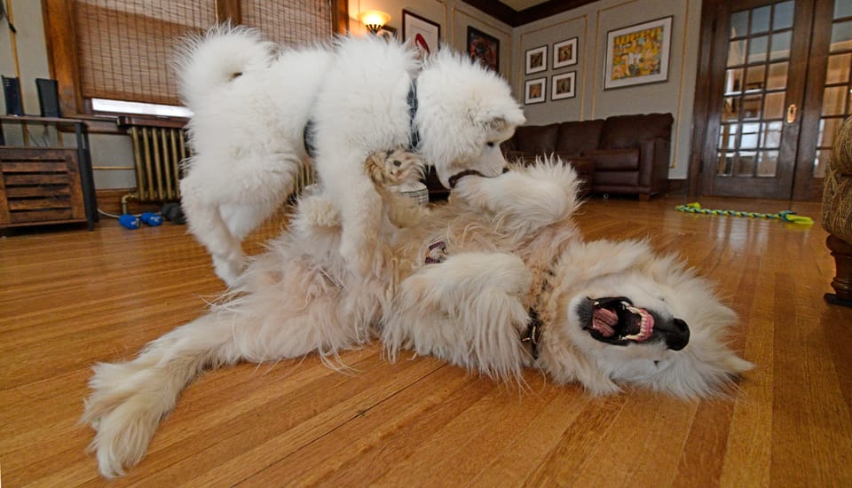 Throwback Thursday: everyone against George